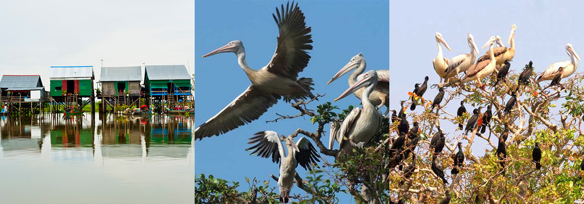 Siem Reap Bird Watch Day Tour