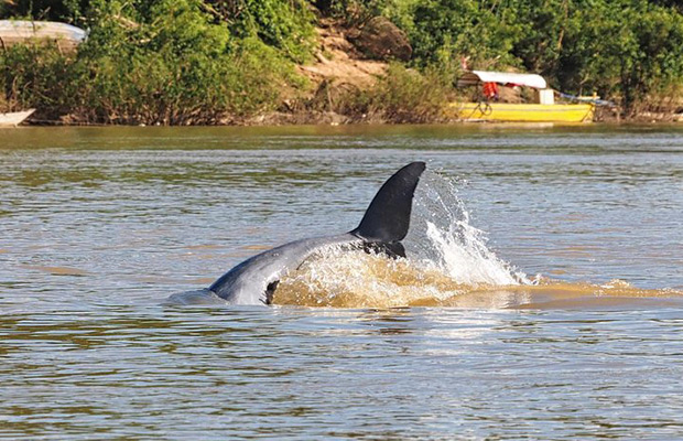 Half-Day: Discover Kratie Dolphin Tour