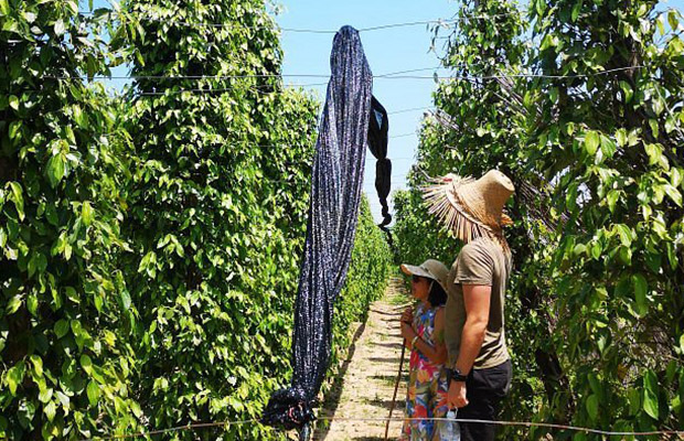 Kampot: Full-Day Motocycle Tour to Bokor, Caves & Pepper Farm