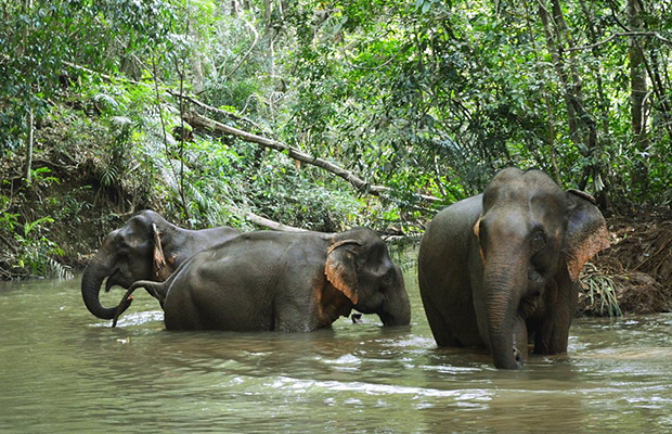 Kratie & Mondulkiri Private Guide Tour of Hidden Adventure