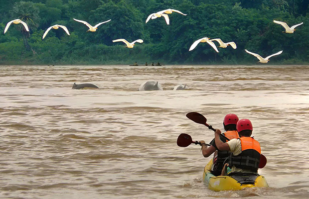 Kratie Mekong Kayaking, Flooded Forests & Dolphin Spotting
