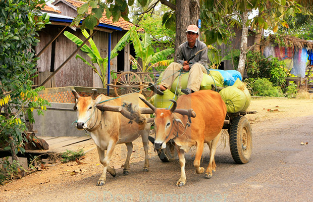 Ox-Cart Riding Tour Through Villages in Countryside