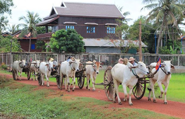 Best Adventure of Ox Cart Sunrise Tour