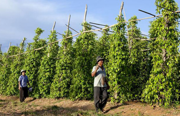 Best Kampot Pepper Day Tour