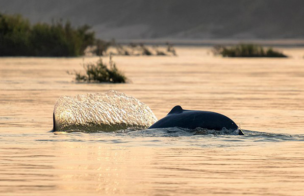 Kratie Mekong Kayaking, Flooded Forests & Dolphin Spotting