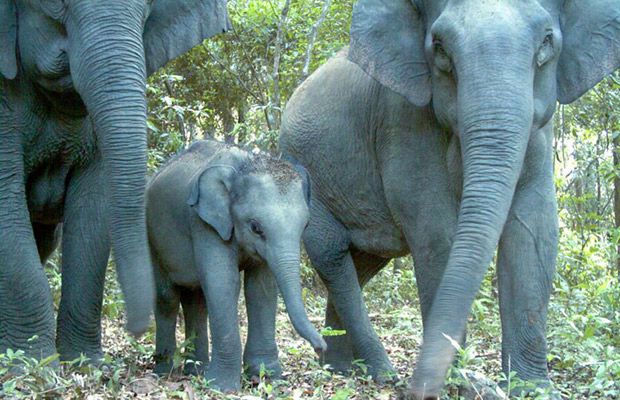 Phnom Prich Wildlife Sanctuary