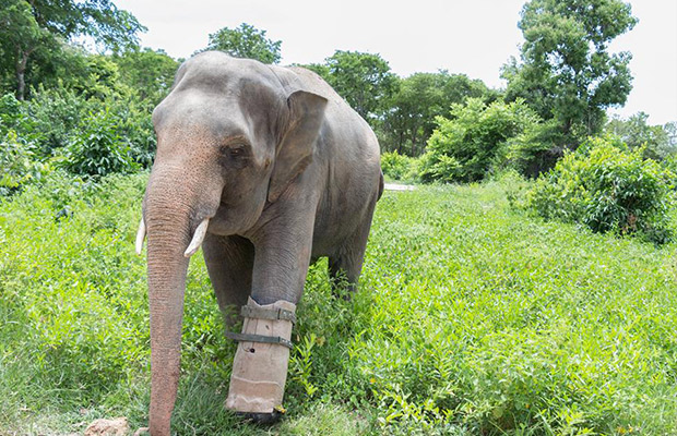 Phnom Sankos Wildlife Sanctuary