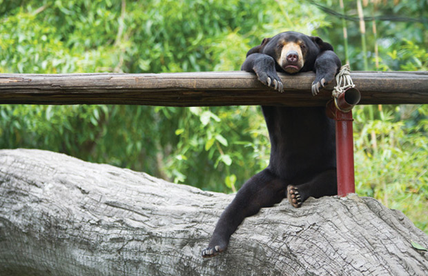 Phnom Tamao Wildlife Rescue Centre