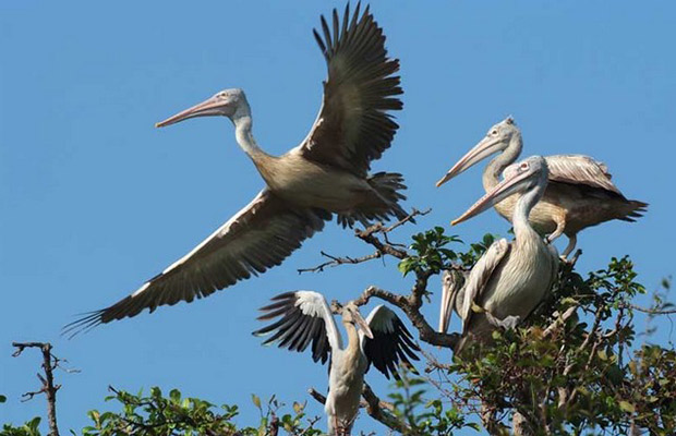 Siem Reap Bird Watch Day Tour