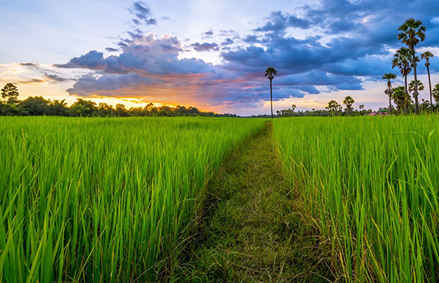 Siem Reap Sunset Dinner Tour at Rice Paddy Fields