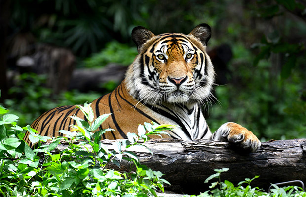 Tamao Mountain (Phnom Tamao Zoo)