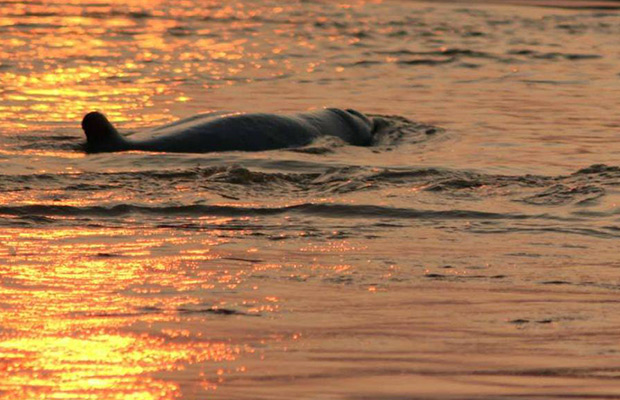 Tuk Tuk Tour to See Mekong Dolphins and Countryside